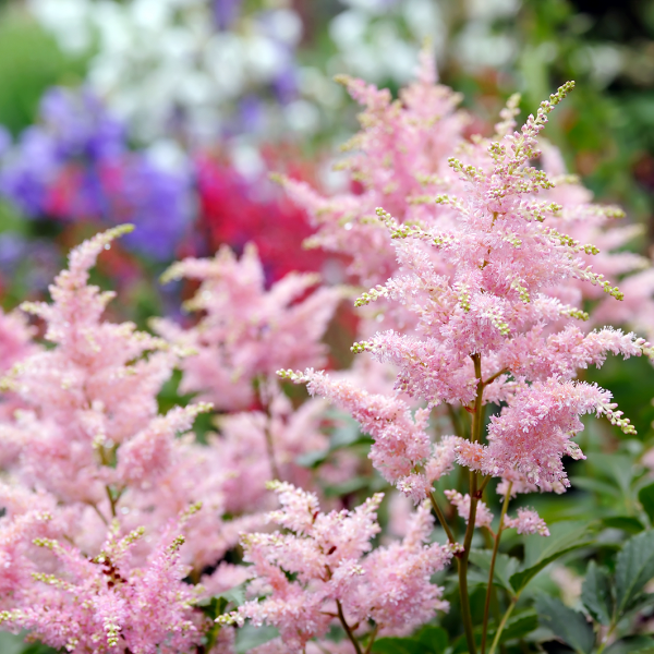 astilbe
