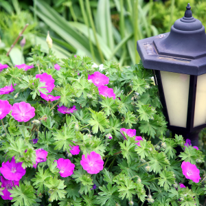 geraniums and lantern