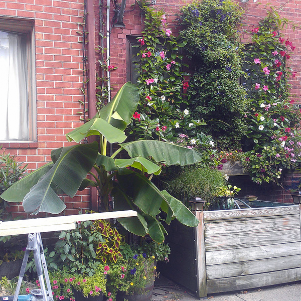 inner city landscape planting