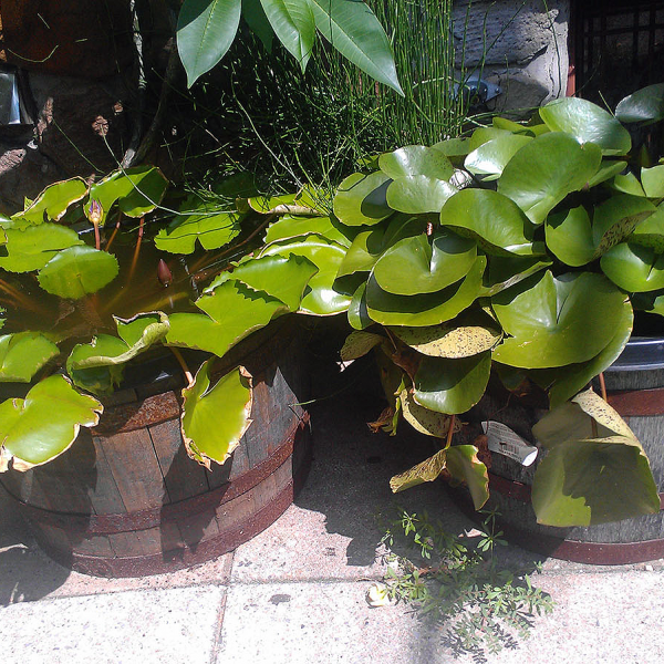 inner city water gardening