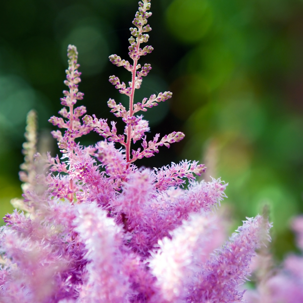 pink astilbe
