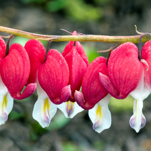 red dicentra bleeding heart
