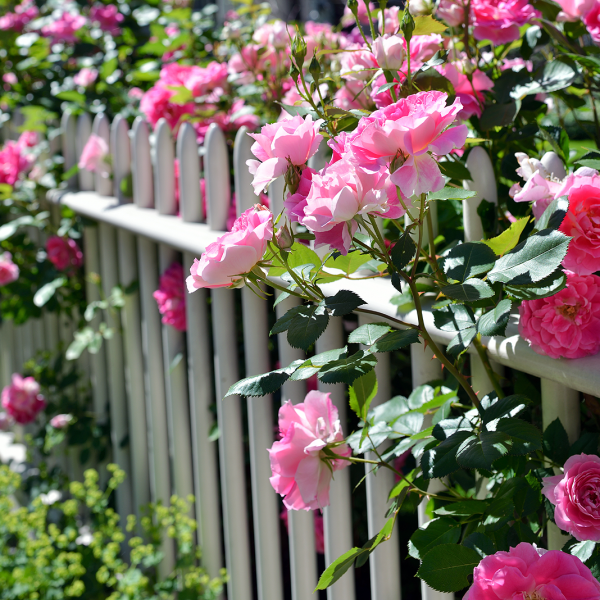 roses on garden fence