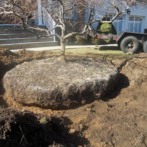 speciment tree root ball