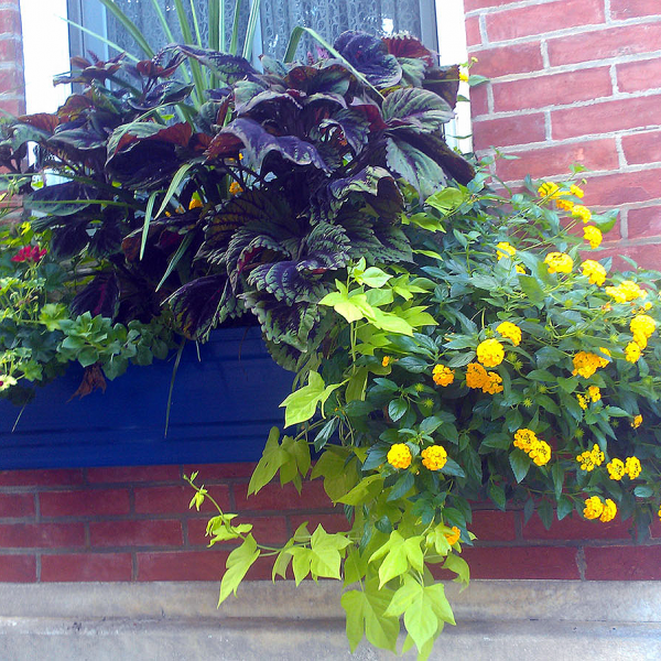 window boxes of annuals