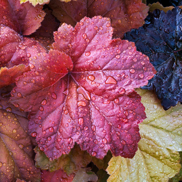Heuchera coral bells leaf