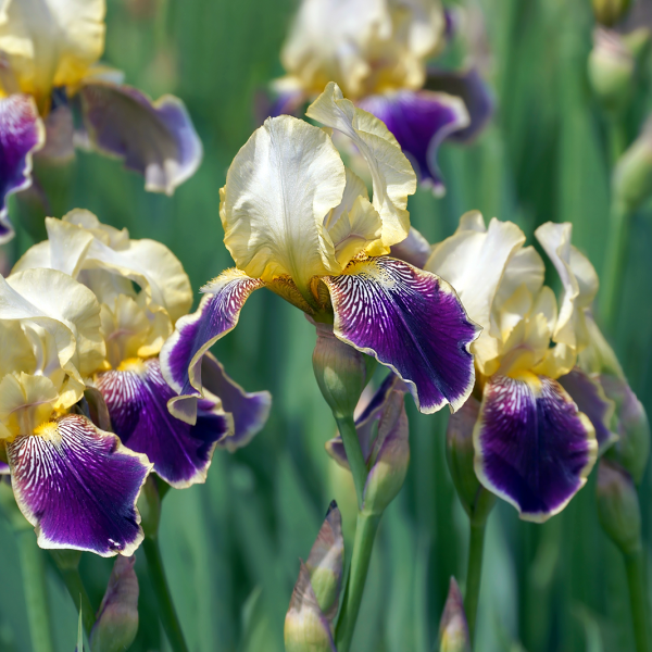 Iris genial - Iris hybrida