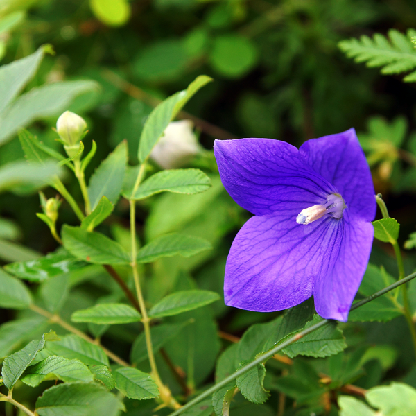 Platycodon balloon flowers
