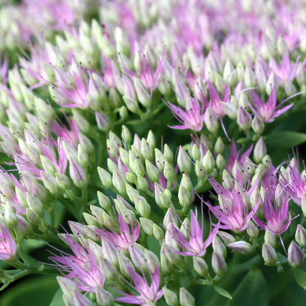 Sedum telephium