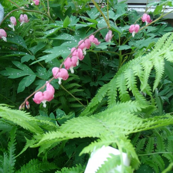 bleeding heart and ferns