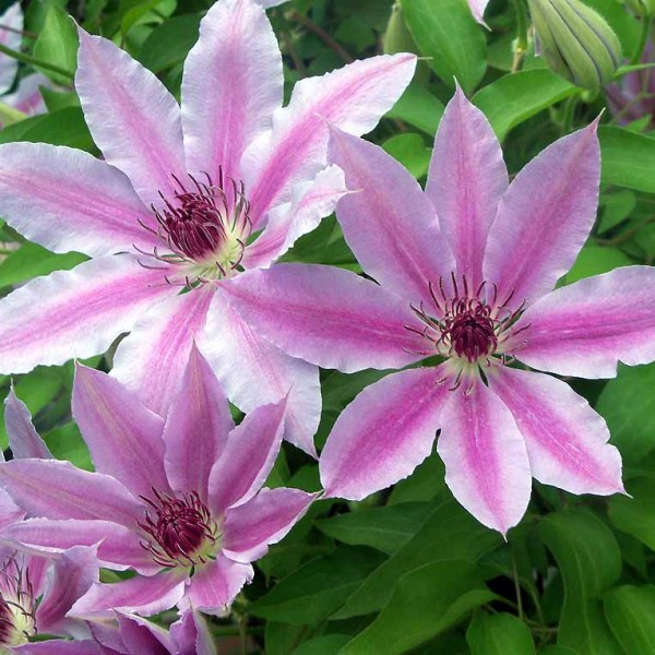 clematis