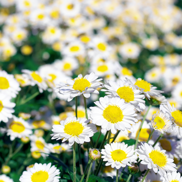 daisy Asteraceae