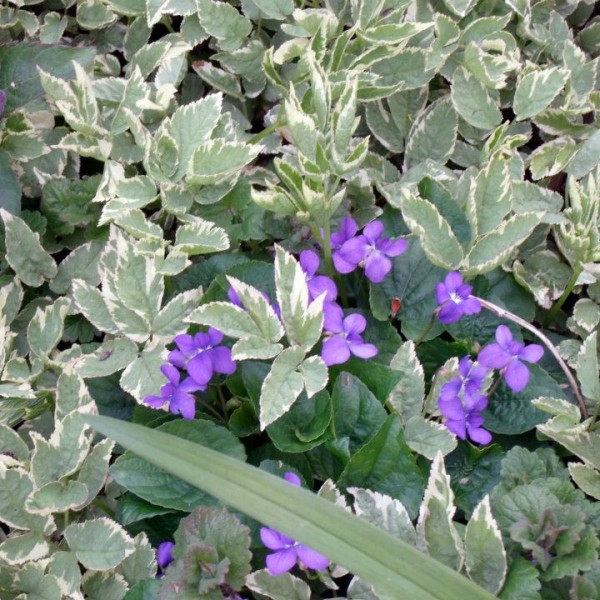 nettle