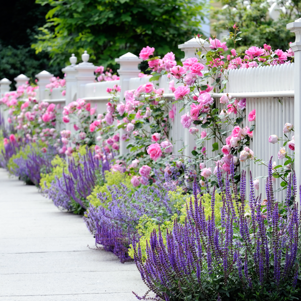 Full Sun Perennials