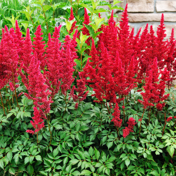 red astilbe