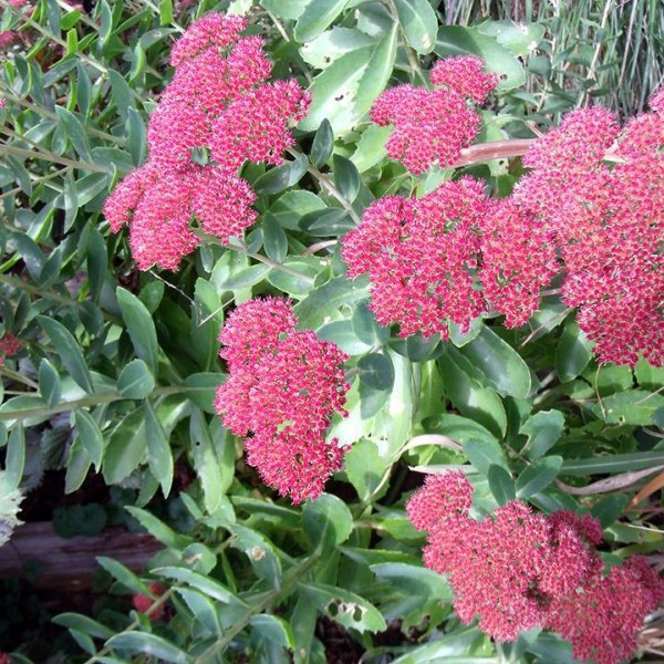 sedum autumn joy