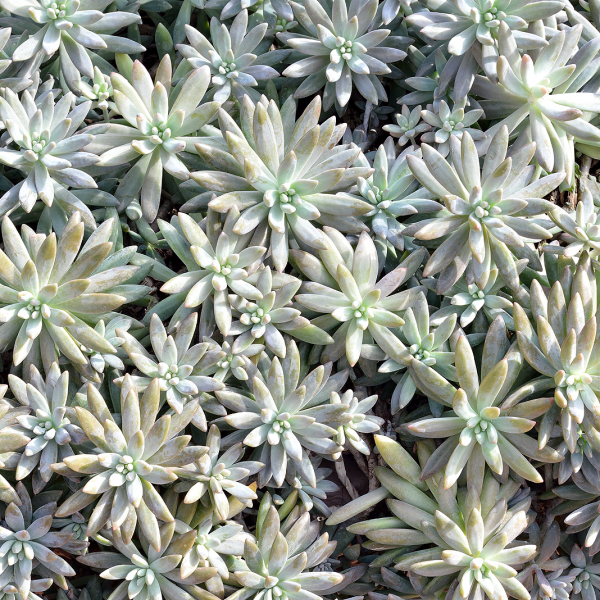sedum sp. crassulaceae