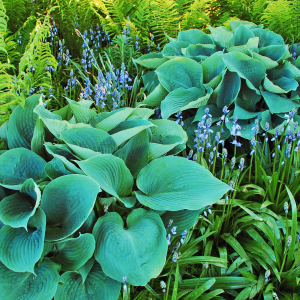 hostas with ferns