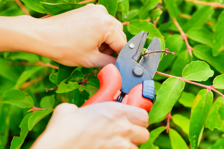 landscape maintenance services in bergen county