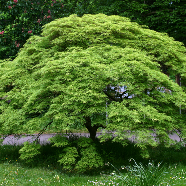 Acer_palmatum green weeping