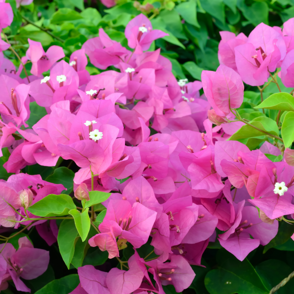 Bougainvillea