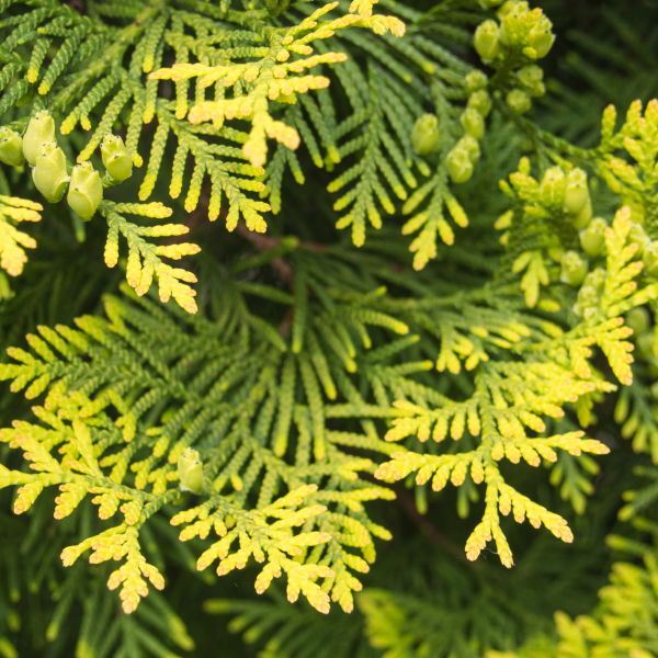 Cupressaceae Thuja occidentalis