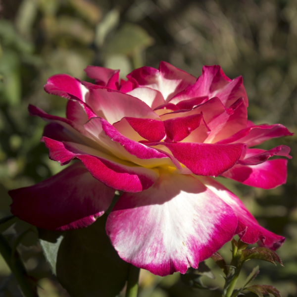 Double Delight Hybrid Tea rose