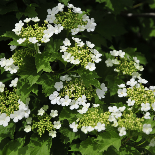 Flowering viburnum