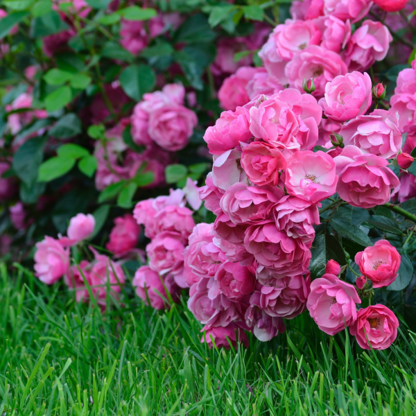Garden Roses