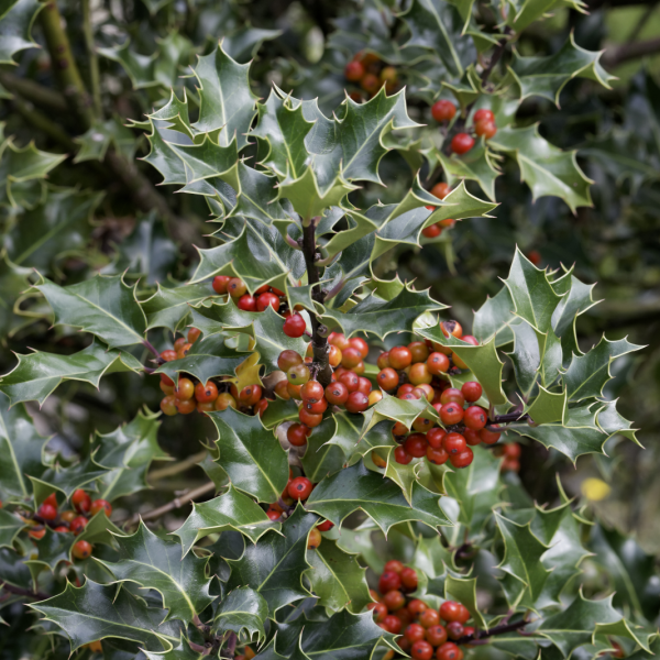 Ilex crenata Japanese Holly