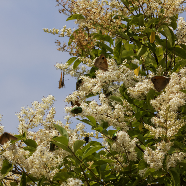 Ligustrum vulgare Common Privet
