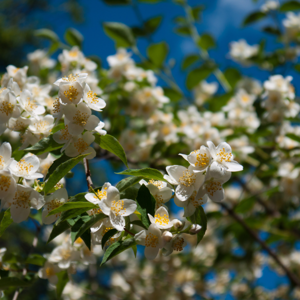Philadelphus mock orange