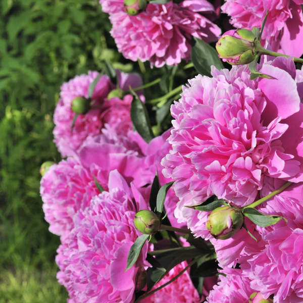 Pink Peony Bush