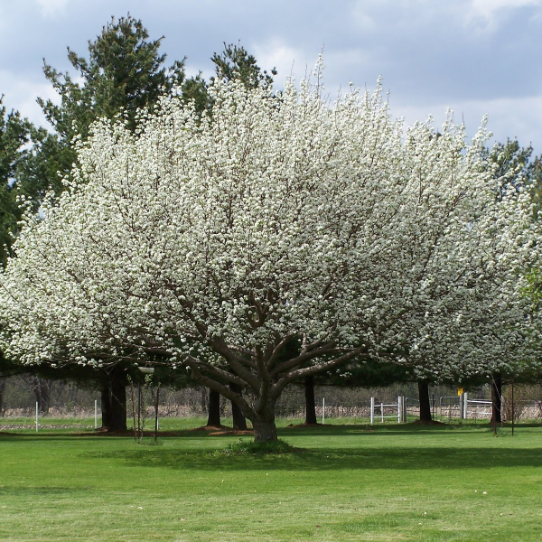 Siberian Pear (Pyrus ussuriensis)