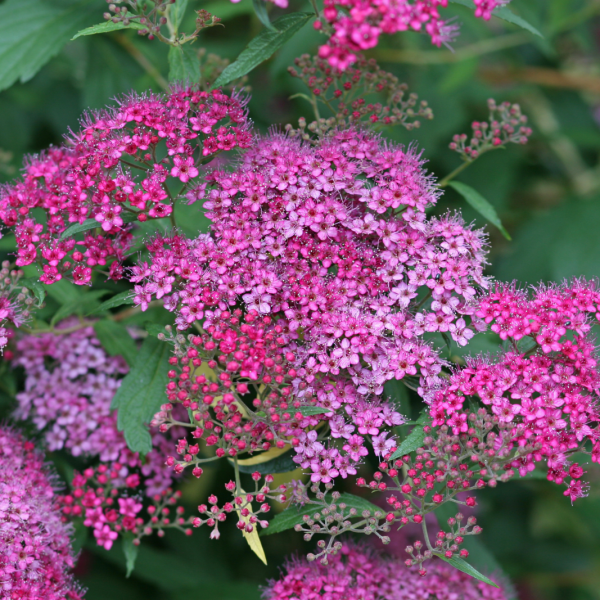 Spiraea Japonica meadowsweet