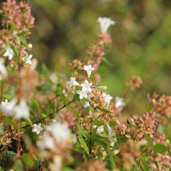 abelia