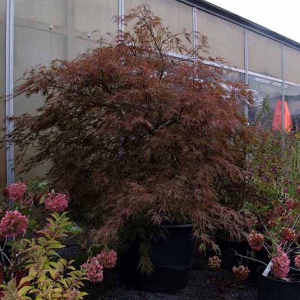 almost perfect japanese maple