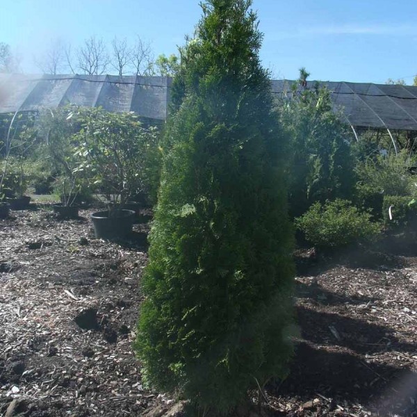 arborvitae emerald green