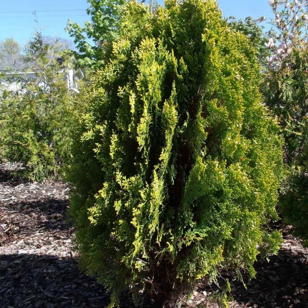 arborvitae gold biota