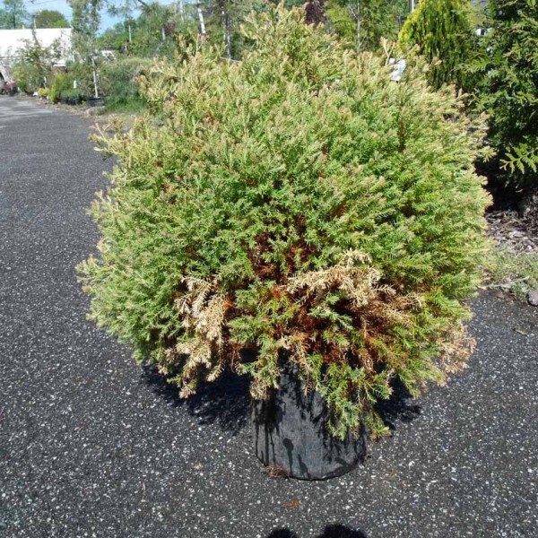 arborvitae rheingold