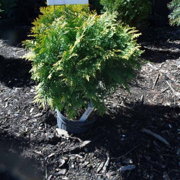 arborvitae sunkist