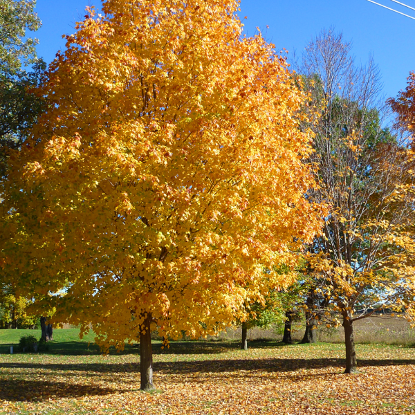 autumn glory maple tree