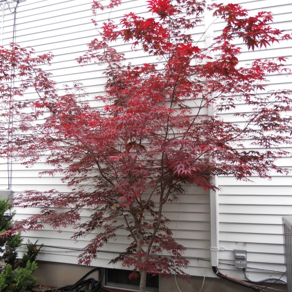 bloodgood japanes maple