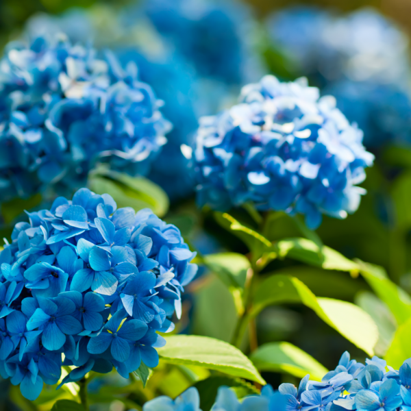 blue hydrangeas