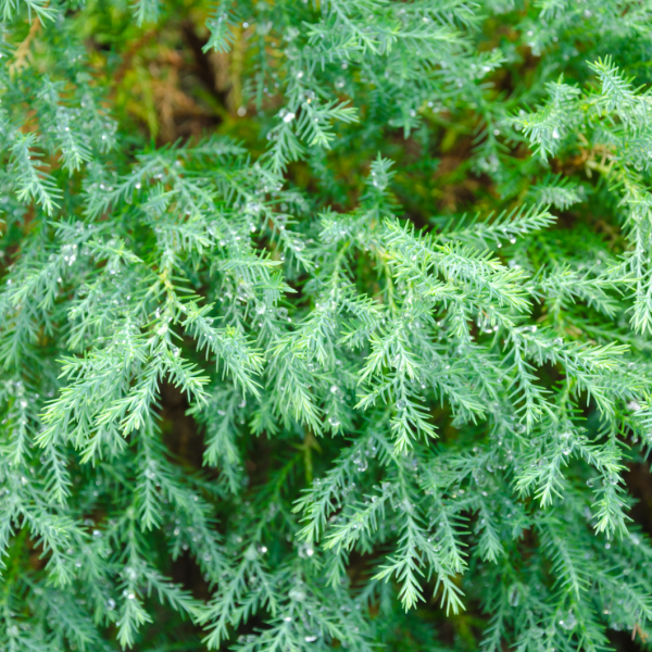 chamaecyparis cypress