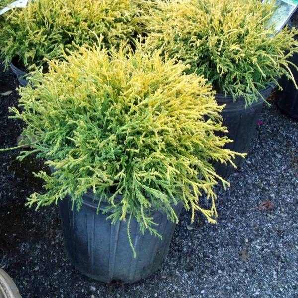 cypress gold mop