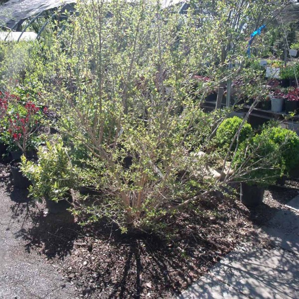 deutzia magician