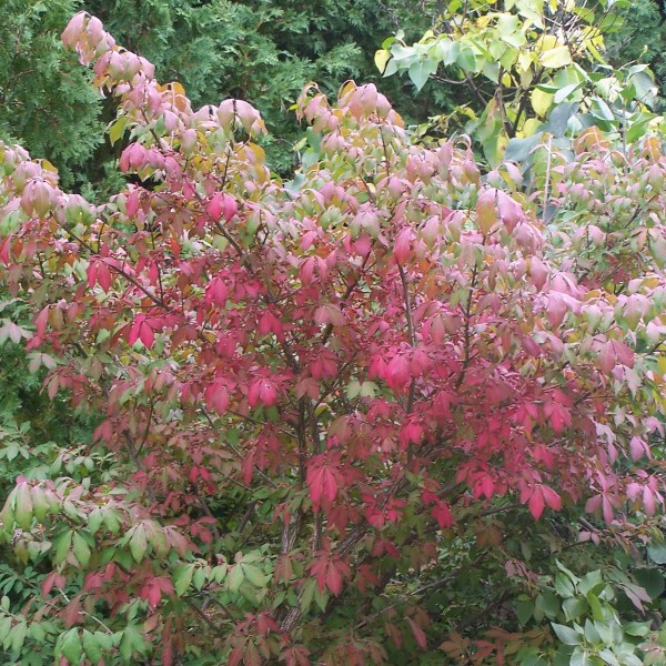 euonymus alatus burning bush