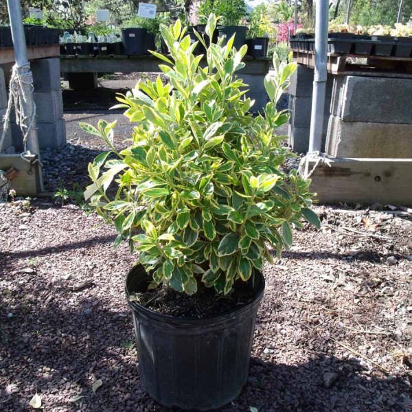 euonymus silver king