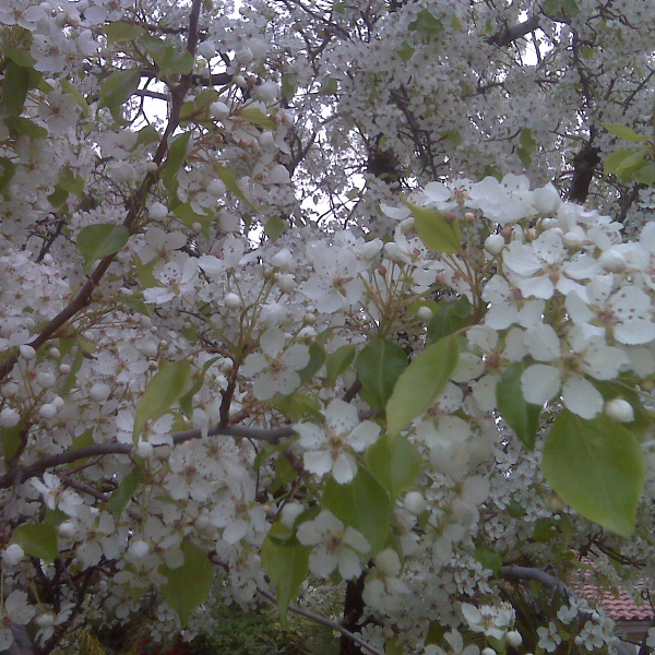 flowering pear bloom
